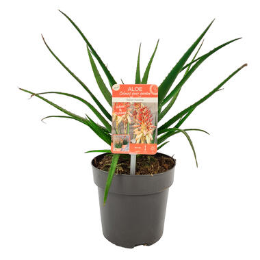 Aloë 'Safari Sunrise' - Tuin Aloe - Buitenplant in kwekerspot ⌀13 cm - ↕15-20 cm product