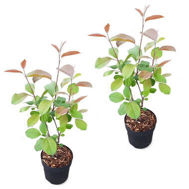 Dwergappelboom - Malus 'Appletini' per 2 stuks - Buitenplant ⌀13 cm - ↕15-20 cm product