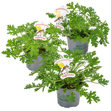 3x Pelargonium Graveolens – Citroengeranium – ⌀10,5 cm - ↕15-20 cm product