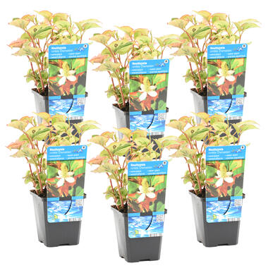 Houttuynia 'Chameleon' 6x - vijverplant - potmaat 9 cm - 10-20 cm product