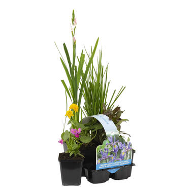 6x Bloeiende Vijverplanten Mix – Zone 2 & 3 – ⌀9 cm - ↕05-20 cm product