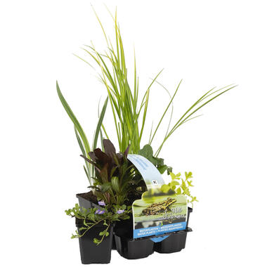 6x Zuiverende Vijverplanten Mix – Zone 2 & 3 – ⌀9 cm - ↕05-20 cm product