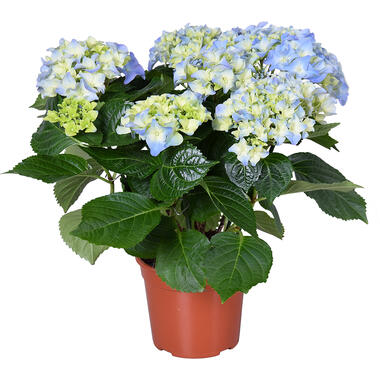 Hydrangea macrophylla 'Early Blue'– Hortensia – ⌀14 cm - ↕30-40 cm product