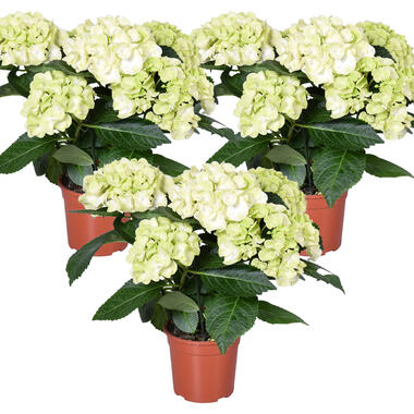 3x Hydrangea macrophylla 'Schneeball' – Hortensia – ⌀14 cm - ↕30-40 cm product