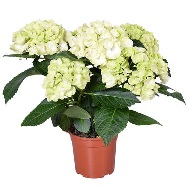 Hydrangea macrophylla 'Schneeball' – Hortensia – ⌀14 cm - ↕30-40 cm product