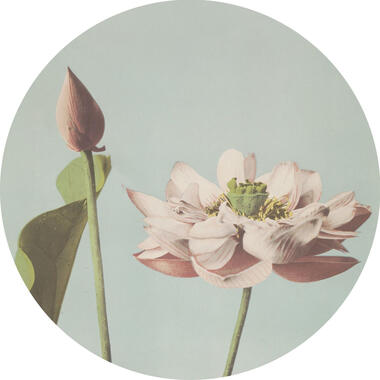 ESTAhome zelfklevende behangcirkel - lotusbloem - oudroze en vergrijsd blauw product