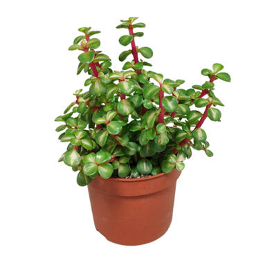 Portulacaria - Vetplant - Kamerplant - Pot10.5 cm - 15-25 cm product