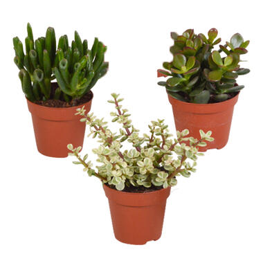 3x Crassula Mix - Vetplant - Pot8.5 cm - hoogte15-20 cm product