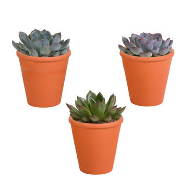 3x Echeveria Mix - Terracotta Pot - Pot 10.5 cm - hoogte 15-20 cm product