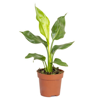 Strelitzia Reginae - Paradijsvogelplant - ⌀12 cm - ↕30-40 cm product