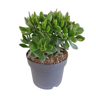 Crassula 'Minova' - Vetplant - Pot17 cm - 30-40 cm product