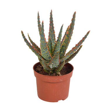 Aloë Zebrina 'Dannyz' - Succulent - Pot10,5 cm - 15-20 cm product