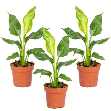 3x Strelitzia Reginae - Paradijsvogelplant - ⌀12 cm - ↕30-40 cm product