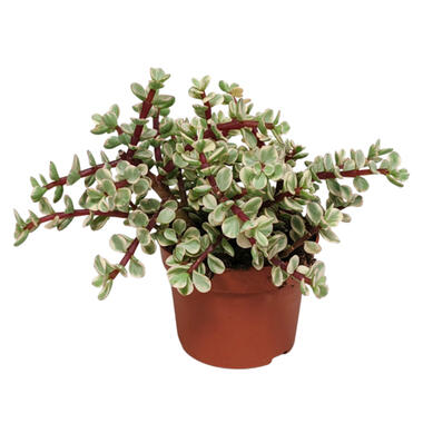 Portulacaria Afra 'Variegata' - Vetplant - Pot10.5 cm - 15-25 cm product