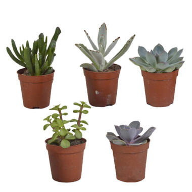 5x Vetplanten Mix 1 - Pot5.5 cm - hoogte5-10 cm product