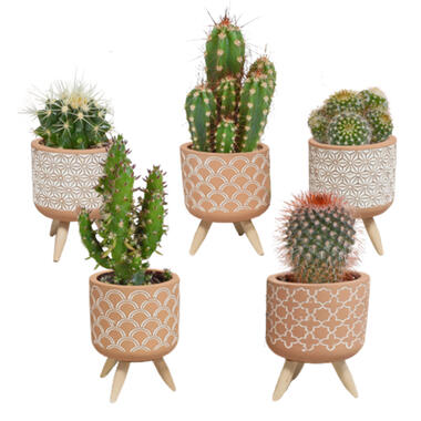 5x Cactus Mix - betonpot op 3 pootjes - Pot5,5 cm - hoogte5-10 cm product