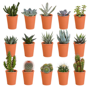 15x Cactus en Vetplanten Mix - Kamerplant - Terracotta Pot - ⌀5.5 cm - ↕5-10 cm product