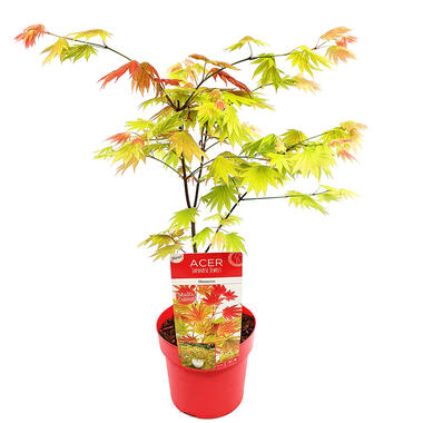 Acer shirasawanum 'Moonrise' - Japanse Esdoorn - ⌀19 cm - ↕40-50 cm product