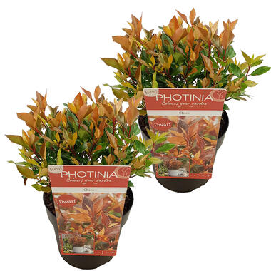 Photinia 'Chico' per 2 stuks - Buitenplant P19 cm - H30-40 cm product