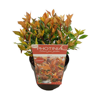 Photinia 'Chico' - Buitenplant in kweekpot P19 cm - H30-40 cm product