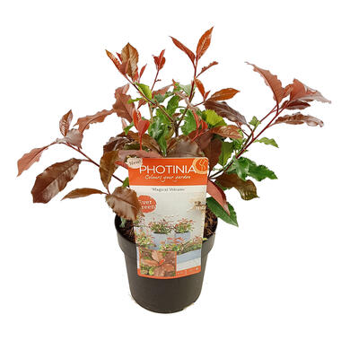 Photinia 'Magical Volcano' - Buitenplant P19 cm - H30-40 cm product