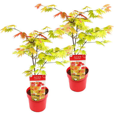 2x Acer shirasawanum 'Moonrise' - Japanse Esdoorn - ⌀19 cm - ↕40-50 cm product