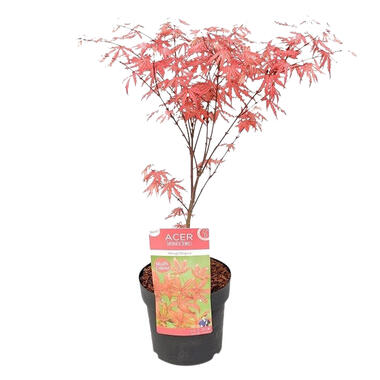 Acer'Amagi Shigure' Japanse Esdoorn -Buitenplant P13 cm --H25-35 cm product