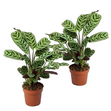 Ctenanthe 'gebedsplant' - Set van 2 - Burle-marxii - Pot 12cm - Hoogte 25-40cm product