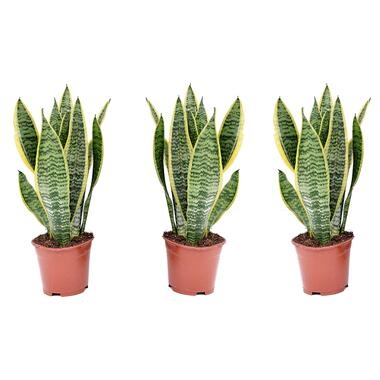 Sansevieria Laurentii - Set van 3 - Vrouwentong - Pot 12cm - Hoogte 30-40cm product