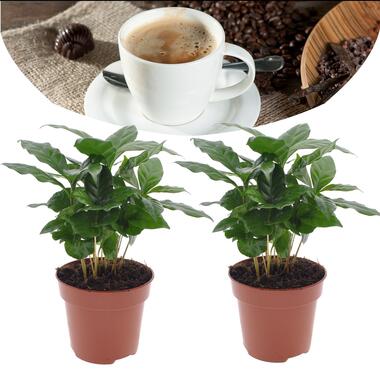 Coffea arabica - Koffieplant - Set van 2 - Pot 12cm - Hoogte 25-40cm product