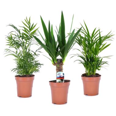 Mini-Palmen - Set van 3 stuks - Kamerplanten - Pot 12cm - Hoogte 30-40cm product