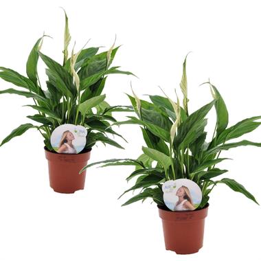 Spathiphyllum 'Lepelplant' - Set van 2 - Pot 12cm - Hoogte 30-40cm product