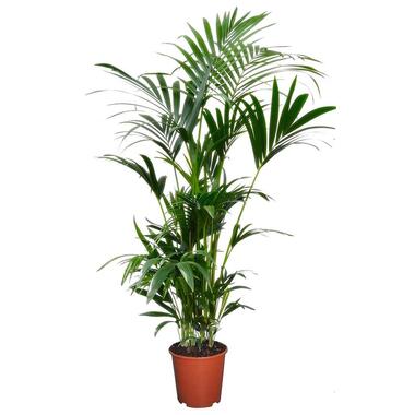 Howea Forsteriana - Kentiapalm - Pot 18cm - Hoogte 90-100cm product