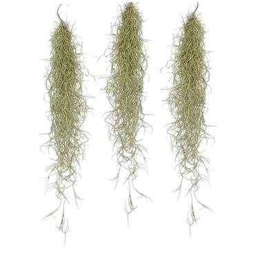 Tillandsia Usneoides 'Spaans Mos' - Set van 3 - Hoogte 25-40cm product