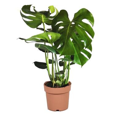 Gatenplant - Monstera deliciosa - Hoogte 70-80cm - ⌀21cm product