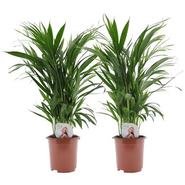 Dypsis Lutescens - Set van 2 - Areca - Goudpalm - Pot 17cm - Hoogte 60-70cm product