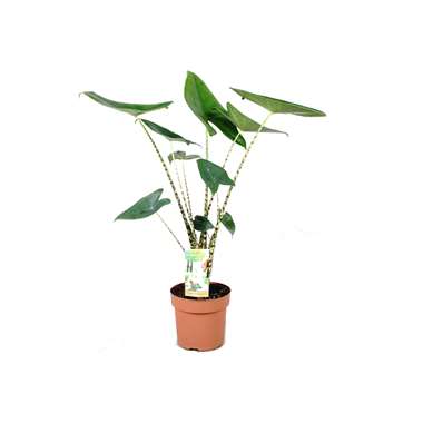 Alocasia Zebrina - Olifantsoor - Kamerplant - Pot ⌀17cm - Hoogte ↕ 50-60cm product