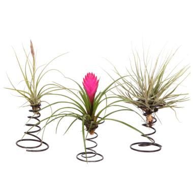 Tillandsia op spiraal - 3 luchtplantjes op decoratieve spiraal - Hoogte 5-15cm product