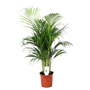 Dypsis Lutescens - Areca - Goudpalm - Kamerplant - Pot 21cm - Hoogte 100-120cm product