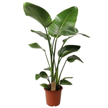 Strelitzia Nicolai - Paradijsvogelbloem - Kamerplant - Pot 21cm Hoogte 90-110cm product