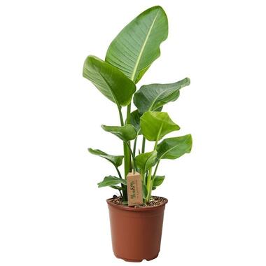 Strelitzia Nicolai - Paradijsvogelplant - Kamerplant - Pot 17cm - Hoogte 55-70cm product