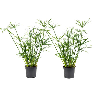 Cyperus alternifolius - Set van 2 - Parapluplant - Pot 14cm - Hoogte 40-50cm product