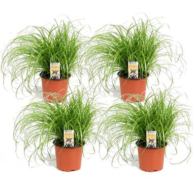 Cyperus - Set van 4 - Kattengras - Pot 12cm - Hoogte 30-40cm product