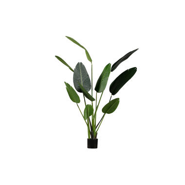 WOOOD Strelitzia Kunstplant - Groen - 96x164x63 product