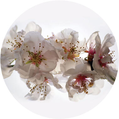 Sanders & Sanders zelfklevende behangcirkel - bloemen - wit en roze - Ø 70 cm product