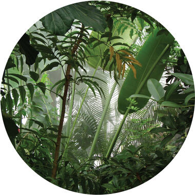 Sanders & Sanders zelfklevende behangcirkel - tropische jungle bladeren - groen product