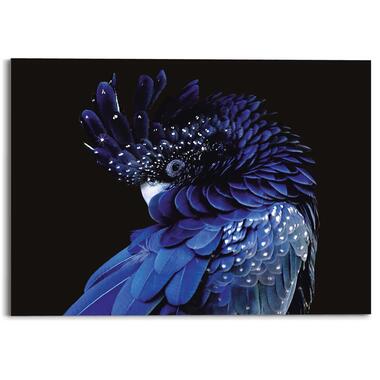 Glasschilderij Blauwe papegaai 50x70 cm Blauw Acryl product