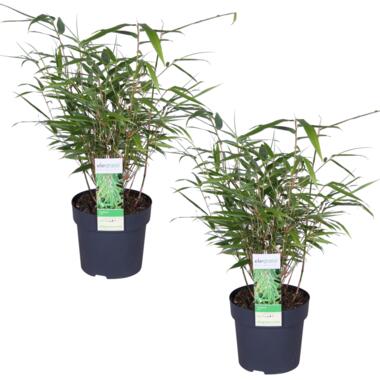 Fargesia rufa – Bamboe – ⌀14 cm - ↕35-45 cm product