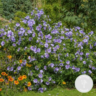 Hibiscus Blue Chiffon – Altheastruik – ⌀9 cm - ↕20-25 cm product