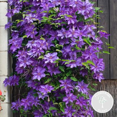 Clematis The President – Paarse Klimplant - ⌀15 cm - ↕60-70 cm product